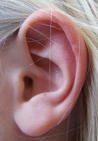 Oreille.jpg